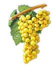 Chardonnay Wine Grapes