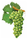 Sauvignon Blanc Wine Grapes