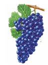 Zinfandel Wine Grapes