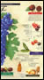 Page 2 of gatefold of Cabernet Sauvignon taste map